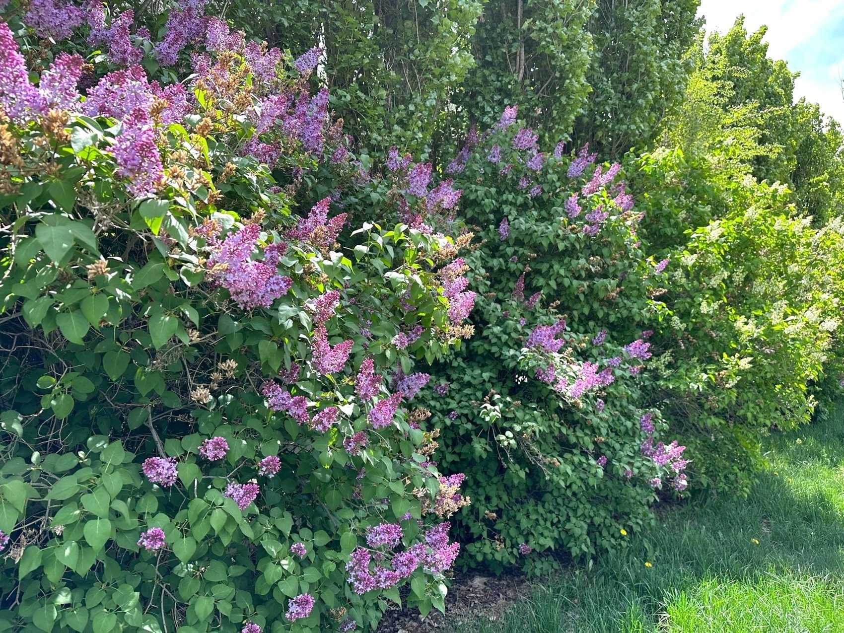 Blooming lilacs