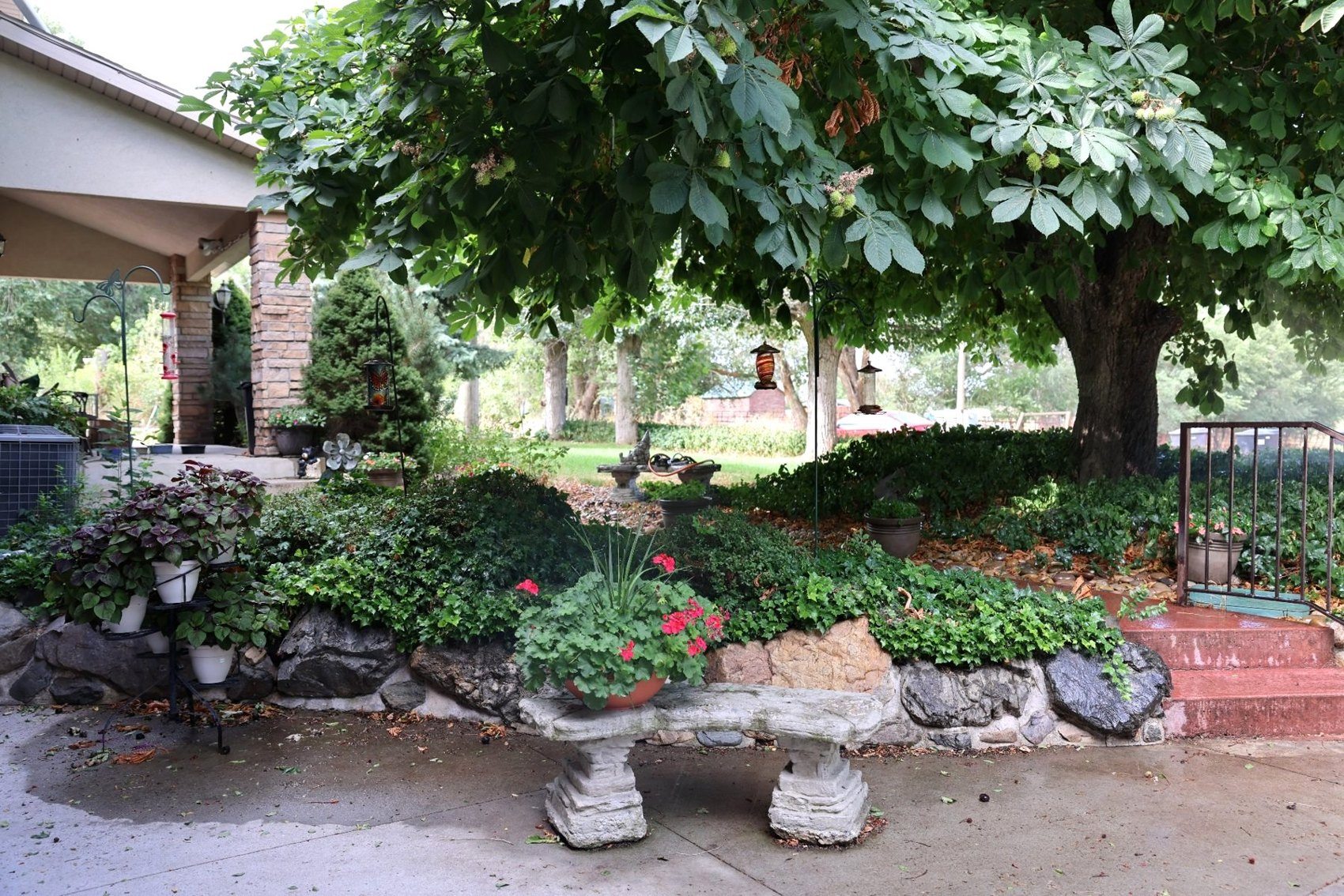 Chestnut tree and garden